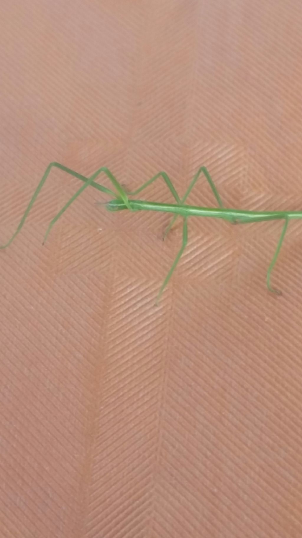 Mantide?  No, Phasmatodea: Clonopsis gallica(Bacillidae)